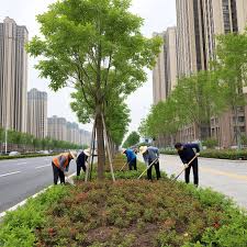 贝博艾佛森 新乡市新东大道绿化工程